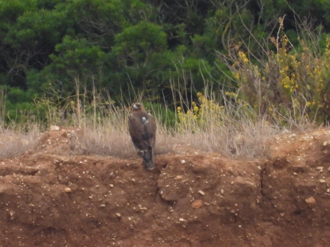 Reintroduction of Bonelli’s eagle in Sardinia Action D.1 Post release monitoring 2019