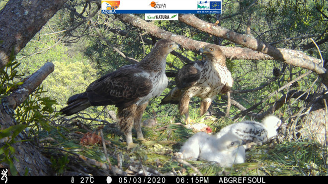 aguilas bonelli adrid000