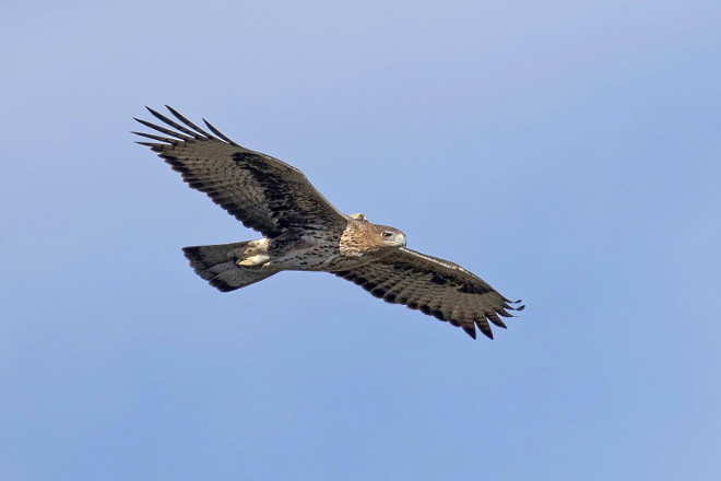 Aigle de Bonelli adulte en vol avec son émetteur GPS visible sur le dos.