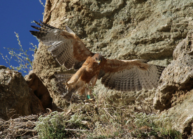 Águila de Bonelli joven a punto de posarse.