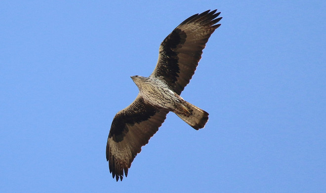 Águila de Bonelli