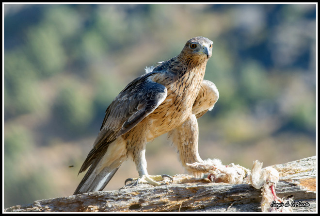 «Bélmez», l'un des aigles libérés à Madrid.