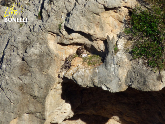 Niu d'àguila coabarrada de la nova població mallorquina.