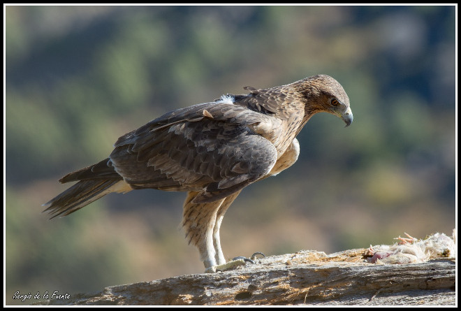 Águila de Bonelli