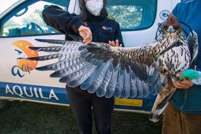 INVESTIGACIONES LIGADAS A AQUILA a-LIFE