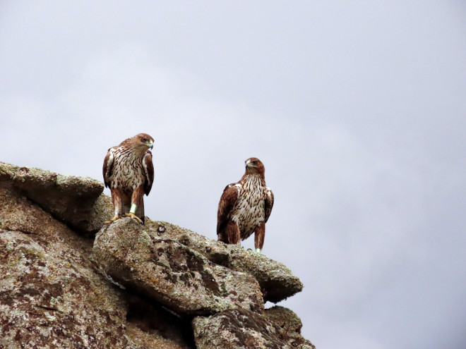 Pareja de águilas de Bonelli