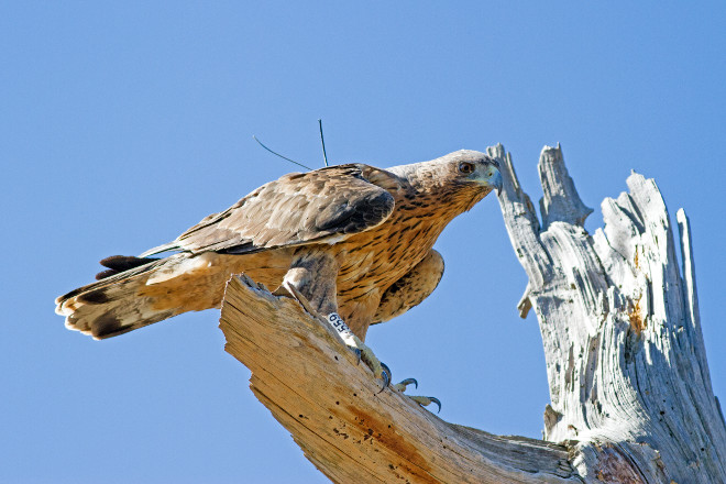 Aigle de Bonelli réintroduit avec son émetteur visible.