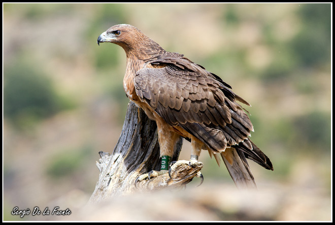 Águila de bonelli