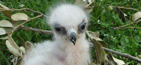 Pollo de águila de Bonelli