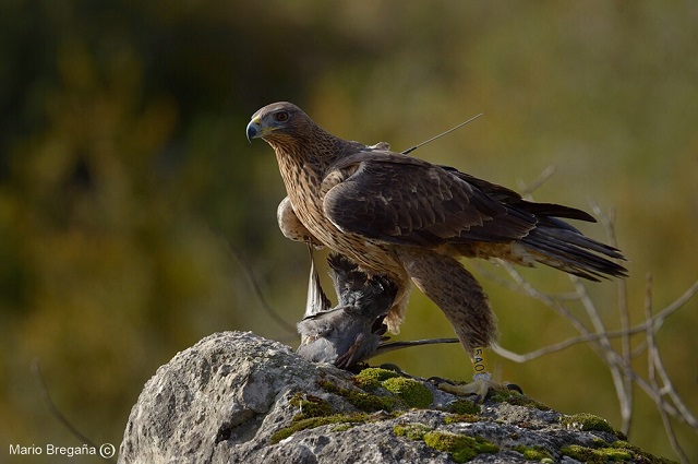 Águila de Bonelli