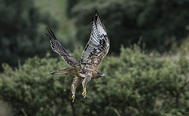 Aquila di Bonelli. Foto: Antonello Lai