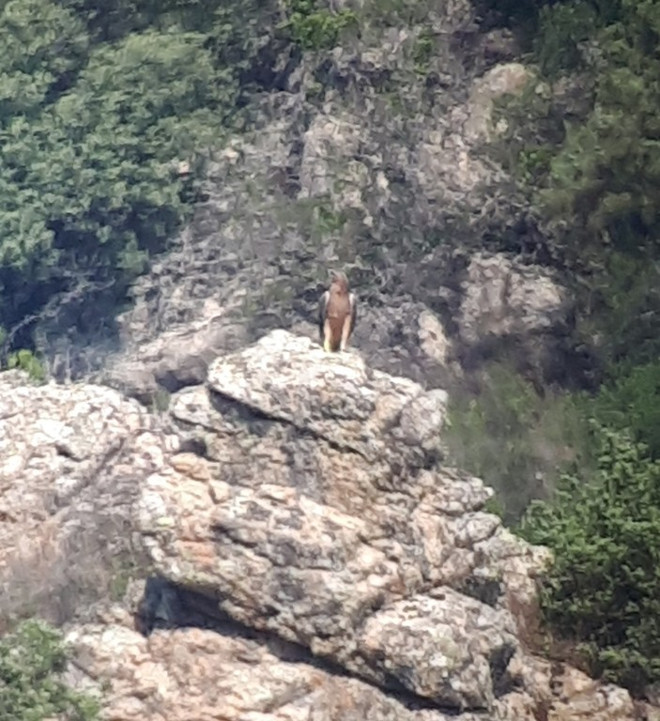 Aquila di Bonelli Sardagna