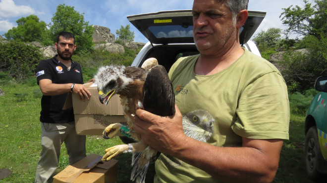 Pollo de águila de Bonelli destinado a su reintroducción en la Comunidad de Madrid, en la zona de liberación.