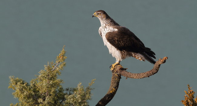 Aigle de Bonelli (Aquila fasciata) - Crédit photo : Émile Barbelette