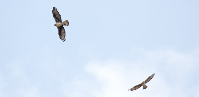 Águilas de Bonelli en vuelo. Son la hembra Haza y el macho Bélmez, primera pareja reintroducida de su especie que ha logrado criar en la Comunidad de Madrid. Foto: Sergio de la Fuente / GREFA.