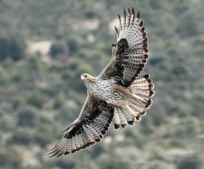 El macho de águila de Bonelli Bélmez, en vuelo. Este ejemplar forma parte de la primera pareja reintroducida de su especie que ha logrado criar en la Comunidad de Madrid. Foto: Sergio de la Fuente / GREFA. 