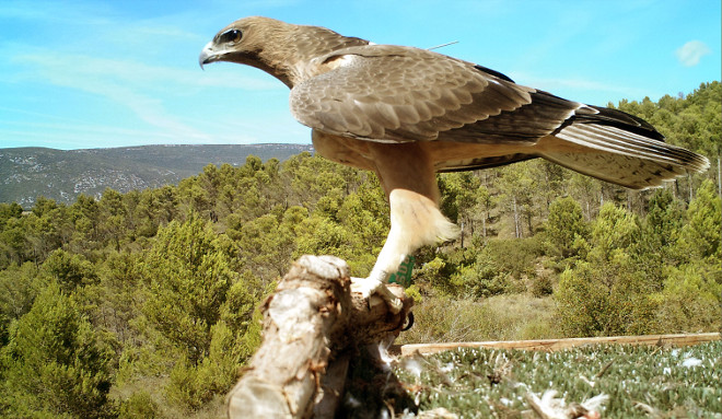 Ejemplar del águila de Bonelli. 