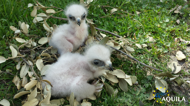 Pollos de águila de Bonelli criados en cautividad. Foto: GREFA.