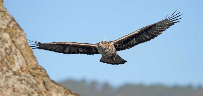 Águila de Bonelli "Noalejo", con el emisor GPS visible. Este ejemplar macho reintroducido en la Comunidad de Madrid forma parte de una de las parejas de la especie que han criado con éxito en 2020. Foto: Sergio de la Fuente / GREFA.