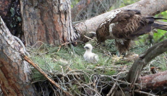 Una hembra de águila de Bonelli se dispone a cebar al pollo adoptivo que ha sido introducido en su nido. Foto: Ernesto Álvarez / GREFA.