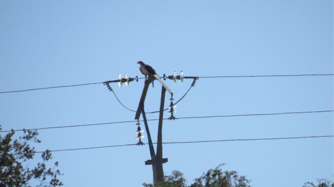 Águila de Bonelli posada en el apoyo de un tendido eléctrico. 