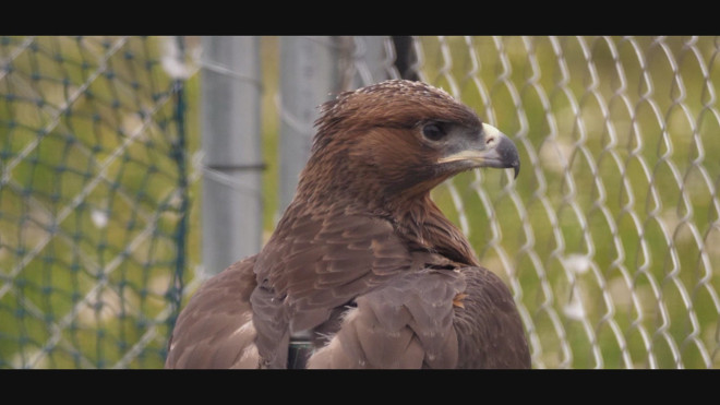 Fotograma del vídeo "Del Life Bonelli al AQUILA a-LIFE