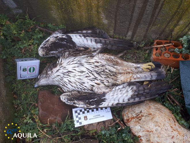 Cadáver del águila de Bonelli "Turón" en el lugar de la provincia de Toledo donde fue hallada electrocutada.