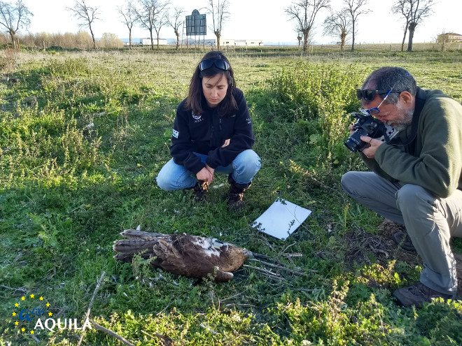 Un Agente Medioambiental de Castilla-La Mancha y Virginia Moraleda, veterinaria de AQUILA a-LIFE, junto al cadáver del águila de Bonelli "Azul".