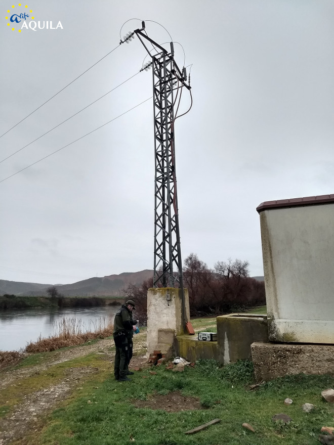 Poste de la provincia de Toledo donde murió electrocutada el águila de Bonelli "Turón".