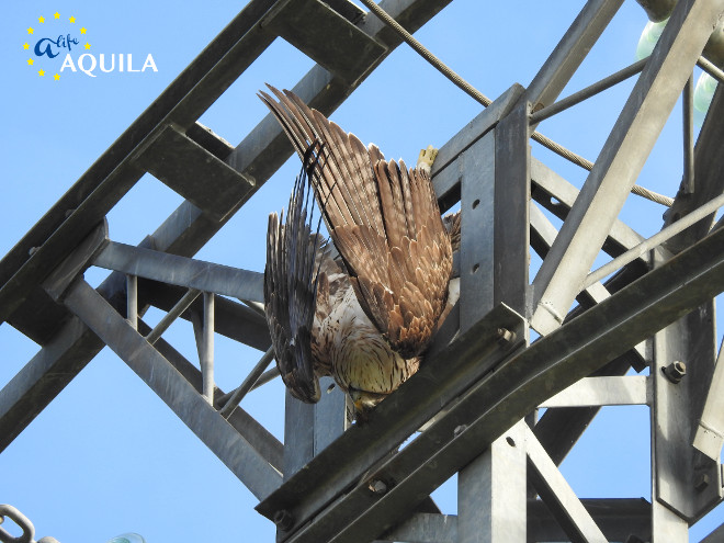 Un águila de Bonelli cuelga sin vida del apoyo de un tendido, tras haberse electrocutado.