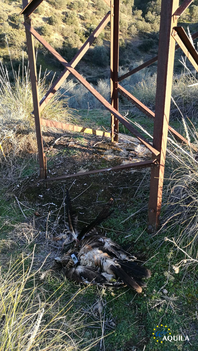 Un águila imperial yace electrocutada al pie de un tendido eléctrico.