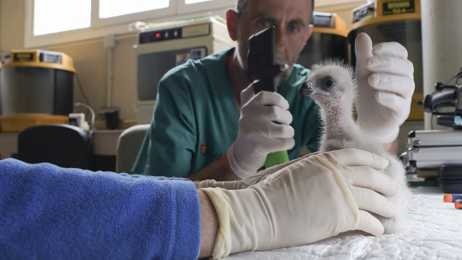 Revisión veterinaria del pollo de águila de Bonelli nacido en el centro de cría de la especie de GREFA. Foto: Francisco Márquez.