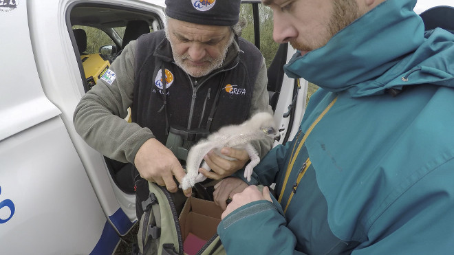 Momento en el que el pollo de águila de Bonelli es extraído del vehículo, ya en la zona donde se sitúa el nido de "Haza" y "Bélmez". Foto: Francisco Márquez.