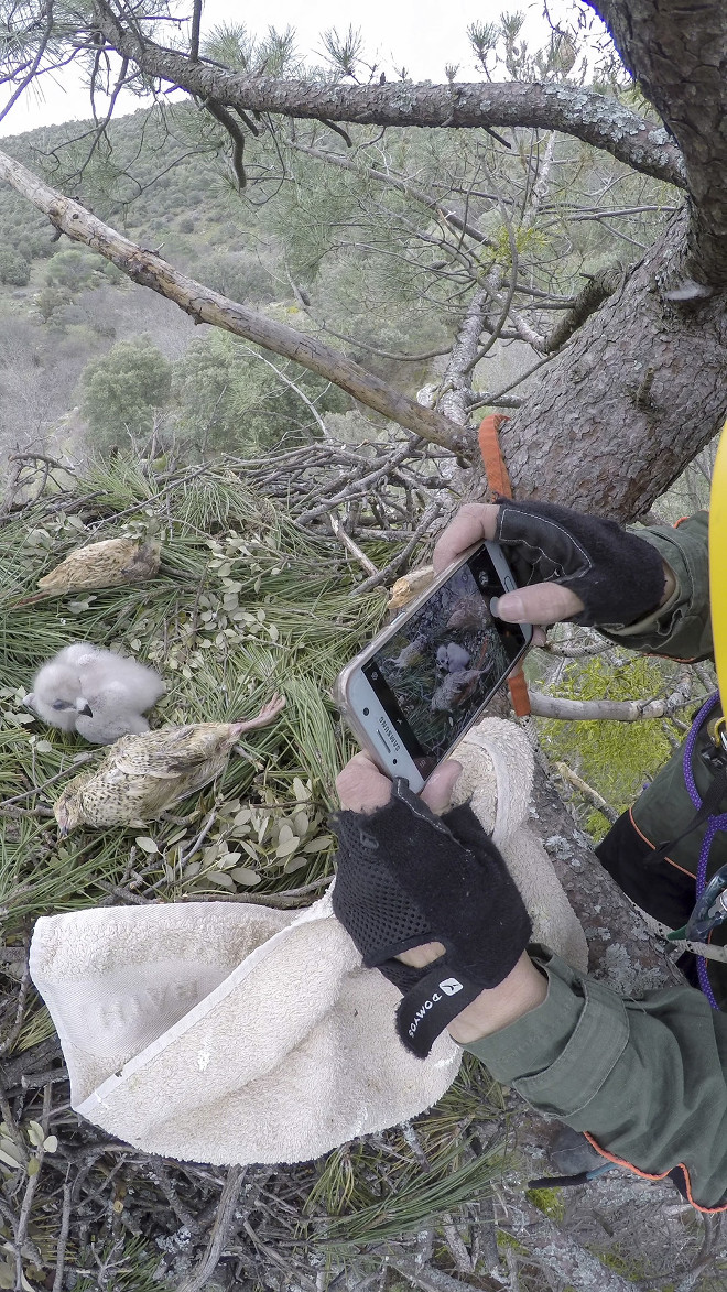 El pollo de águila de Bonelli, ya en su nuevo nido, junto a una codorniz muerta para que le sirva de alimento hasta que los padres adoptivos empiecen a cebarle. Foto: Francisco Márquez.