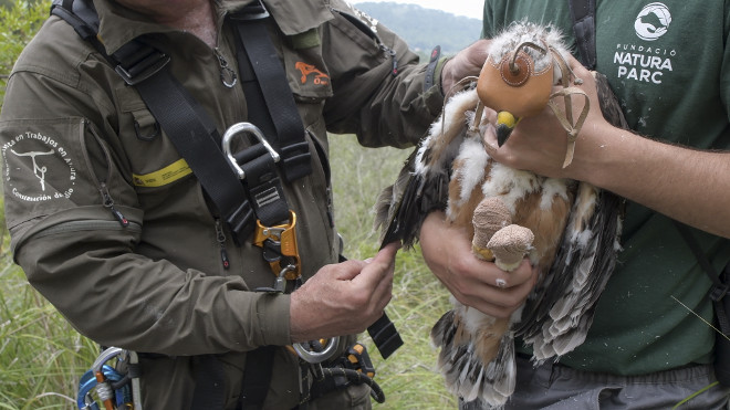 Toma de datos biométricos de uno de los pollos de águila de Bonelli nacidos en 2018 en Mallorca. Foto: Francisco Márquez.