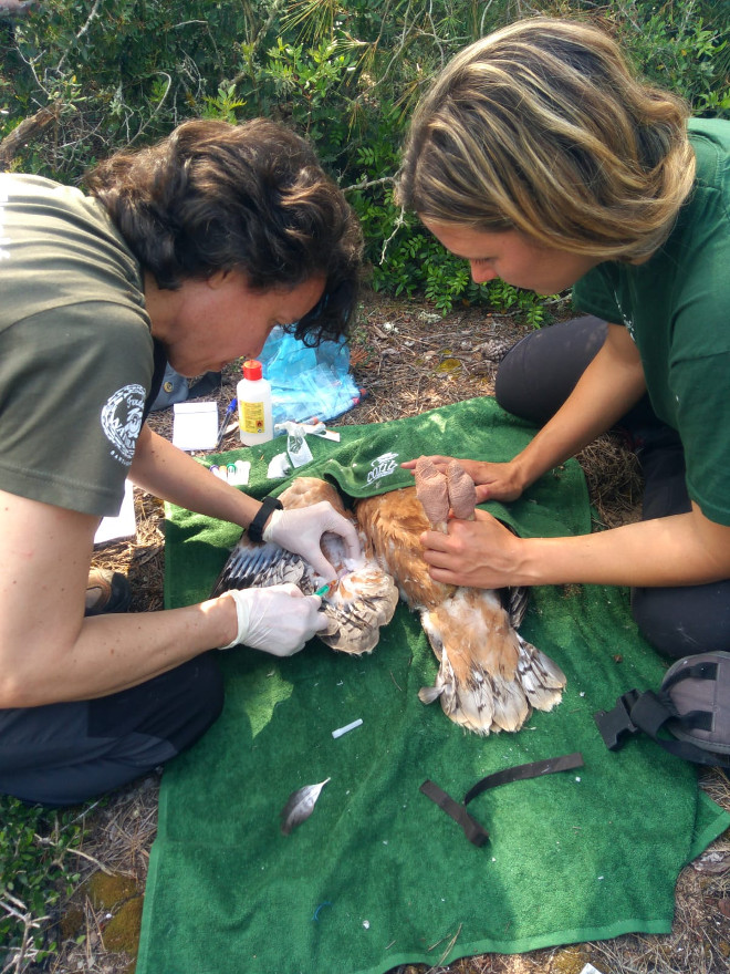 Extracción de sangre de uno de los pollos de águila de Bonelli nacidos en 2018 en Mallorca durante una jornada de marcaje. Foto: Fundació Natura Parc.