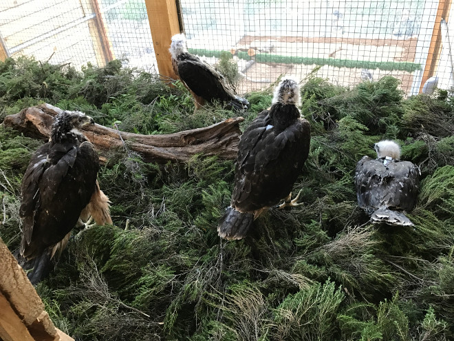 Cuatro de los pollos de águila de Bonelli, en la jaula-hacking construida en el Parque Regional de Tepilora (Cerdeña).