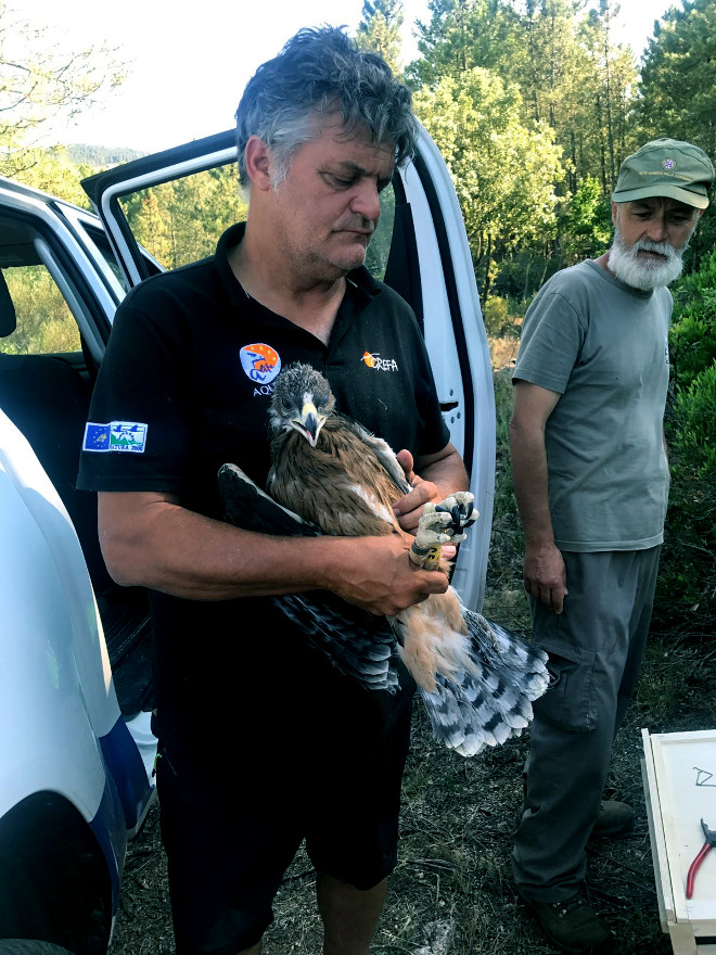 El pollo de águila de Bonelli nacido en el centro de GREFA, a la llegada a la zona de reintroducción de Cerdeña