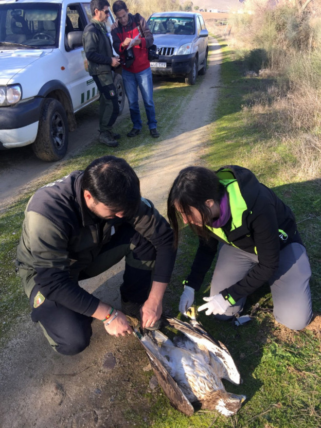 Un Agente Medioambiental de Castilla-La Mancha y una veterinaria de AQUILA a-LIFE examinan el cadáver de un águila perdicera muerta por electrocución en la provincia de Toledo.