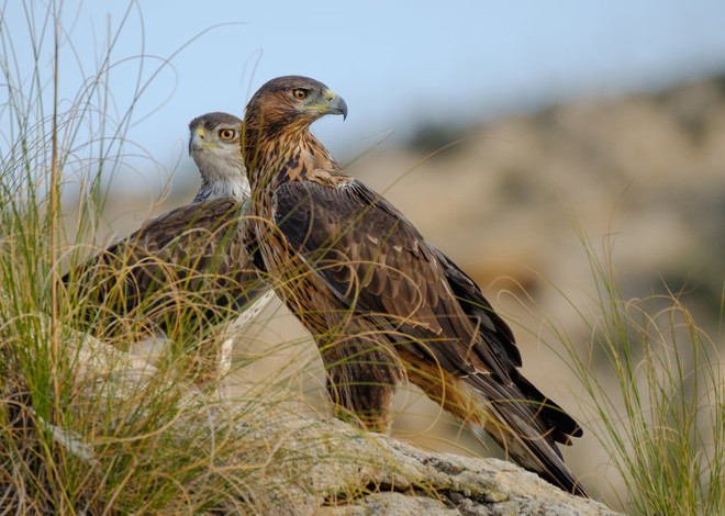 Una de las fotos que aparecen en el libro sobre el águila de Bonelli de Tony Peral.