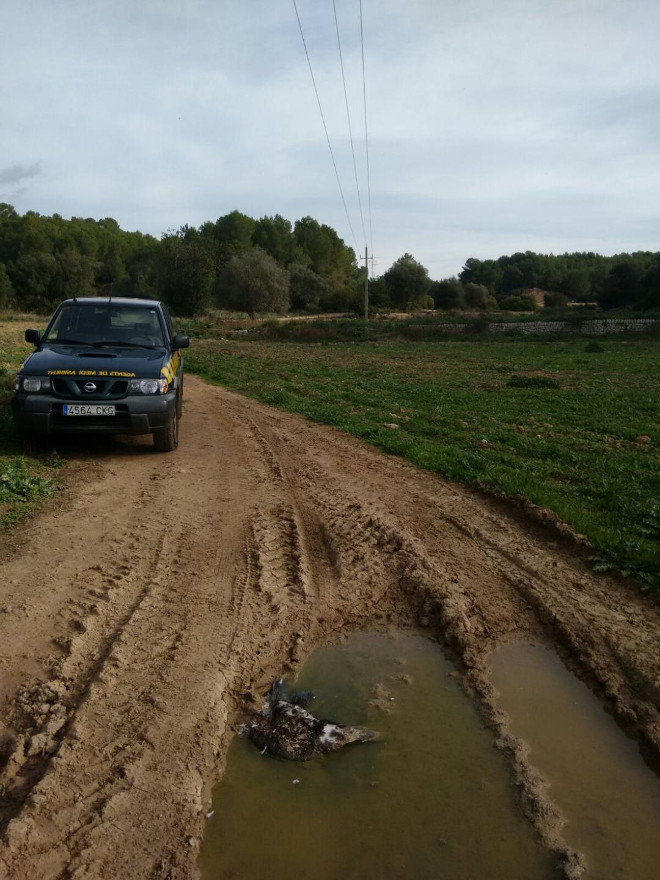 El águila de Bonelli "Elmo" yace muerta bajo el tendido eléctrico de Mallorca contra el cual colisionó, dentro de un charco de agua.