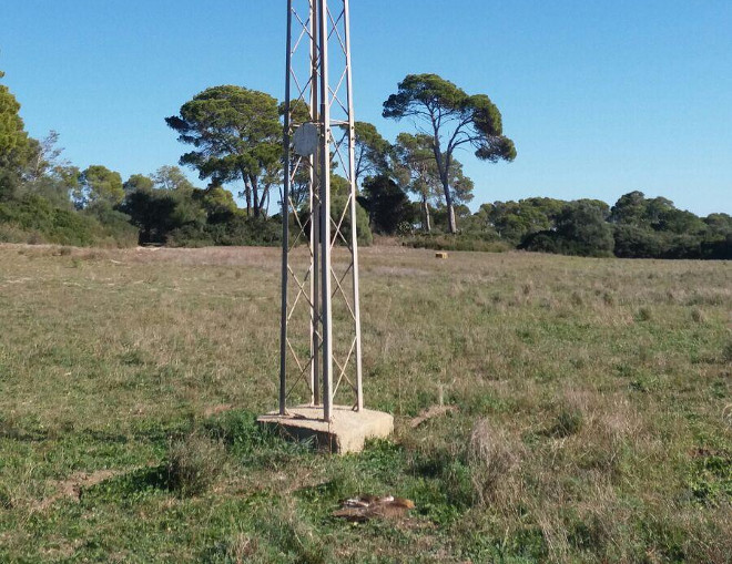 El águila de Bonelli "Garballó"" yace muerta bajo la torre de un tendido eléctrico privado de Mallorca en la cual se electrocutó.