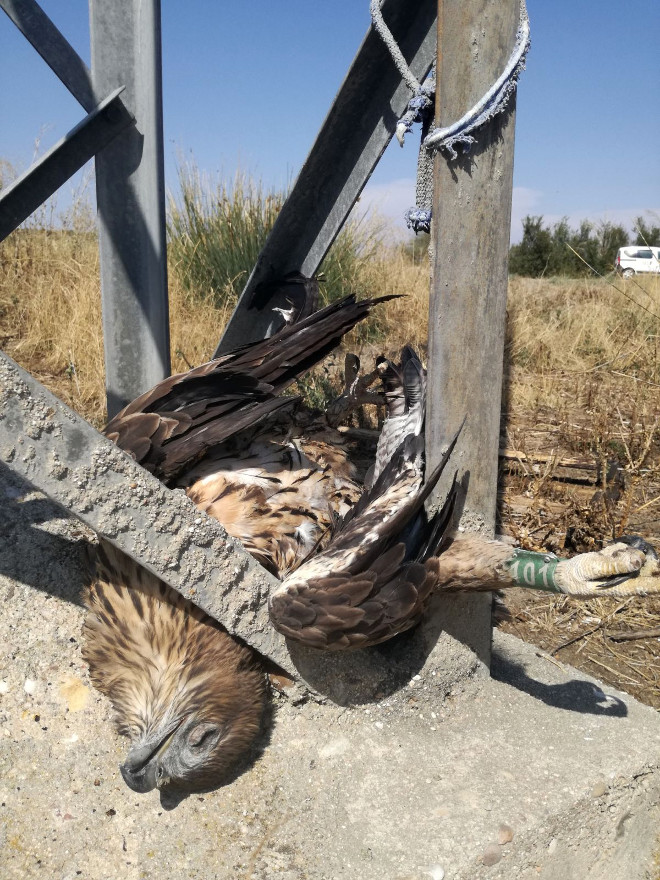 Un águila de Bonelli electrocutada yace en el apoyo de un tendido eléctrico.