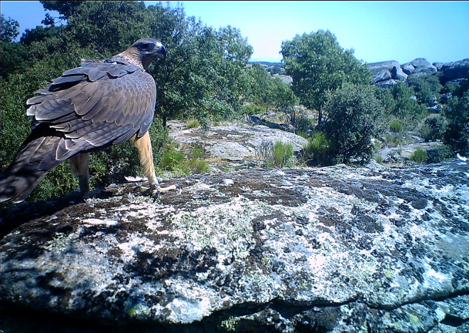 Imagen de fototrampeo de una de las águilas de Bonelli liberadas en 2018 en la Comunidad de Madrid, descansando en una roca tras su suelta.