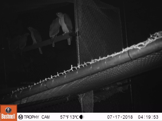 Momento de la apertura nocturna a distancia de la "jaula-hacking", captada por webcam, ante la presencia de las águilas de Bonelli destinadas a su liberación.
