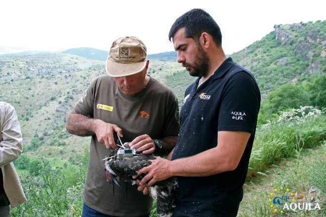 Momento del marcaje con GPS de "Patin", una de las águilas de Bonelli nacidas en 2018 en el centro peninsular.