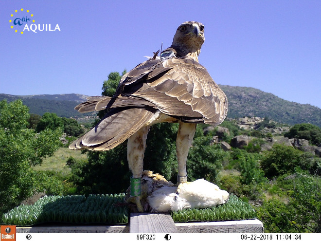 Imagen de fototrampeo del águila de Bonelli "Noalejo" en una plataforma de alimentación instalada en la zona de liberación de la especie de la Sierra Norte de Madrid.