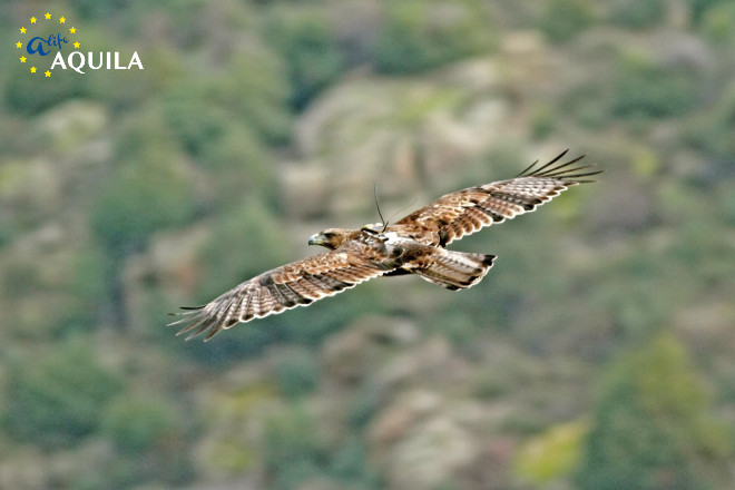Águila de Bonelli reintroducida con su emisor visible al dorso. Foto: Sergio de la Fuente / AQUILA a-LIFE