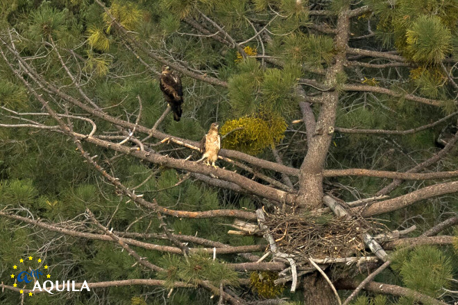 "Haza" y "Bélmez", fotografiadas en la temporada reproductora de 2017 junto al nido artificial que ocupaban. Foto: Alberto Álvarez.