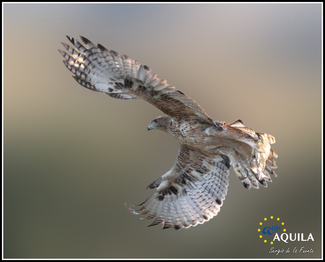 El águila de Bonelli "Bélmez" en vuelo. Foto: Sergio de la Fuente / GREFA.